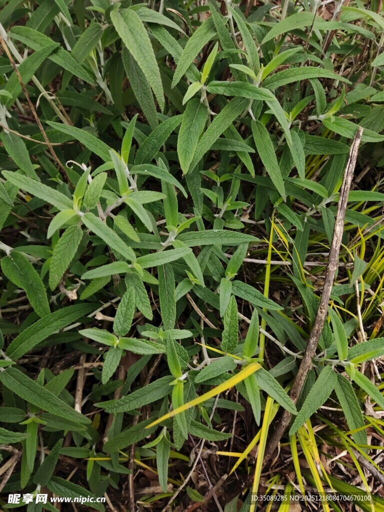 翠绿繁茂的野生植物