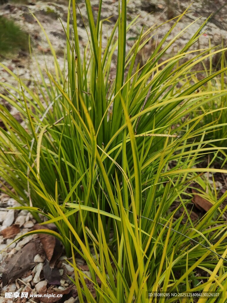 翠绿金边草自然之美景