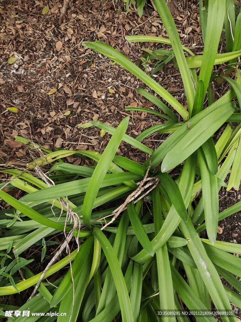 翠绿葱茏的丛生植物叶片
