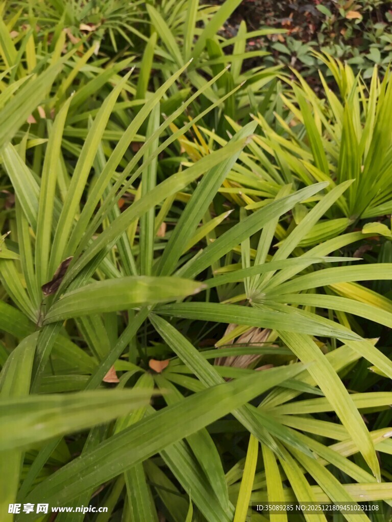 翠绿舒展的热带植物叶片