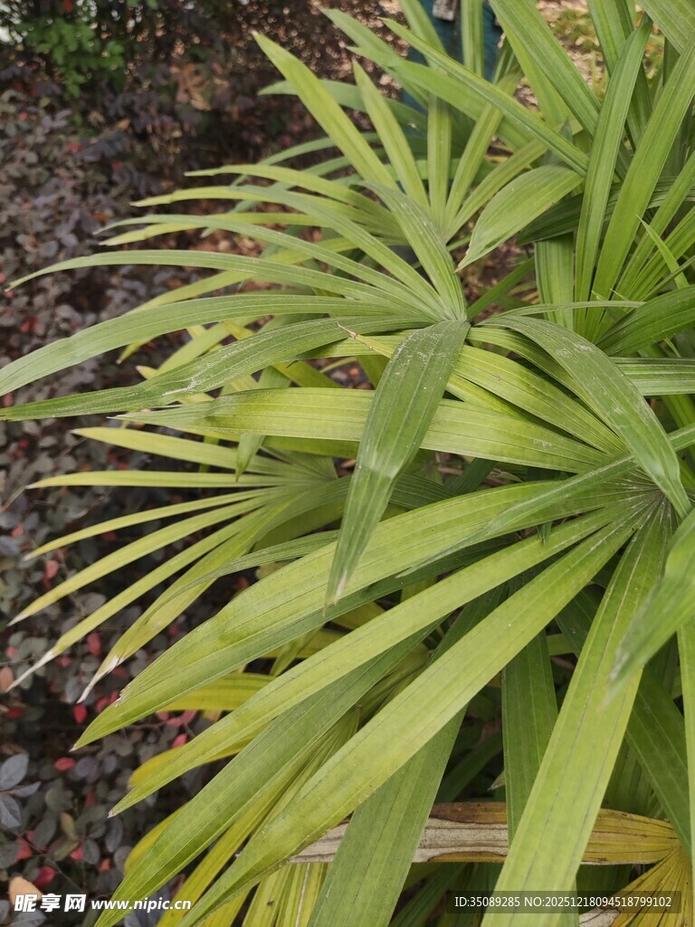 翠绿叶片的独特盆栽植物