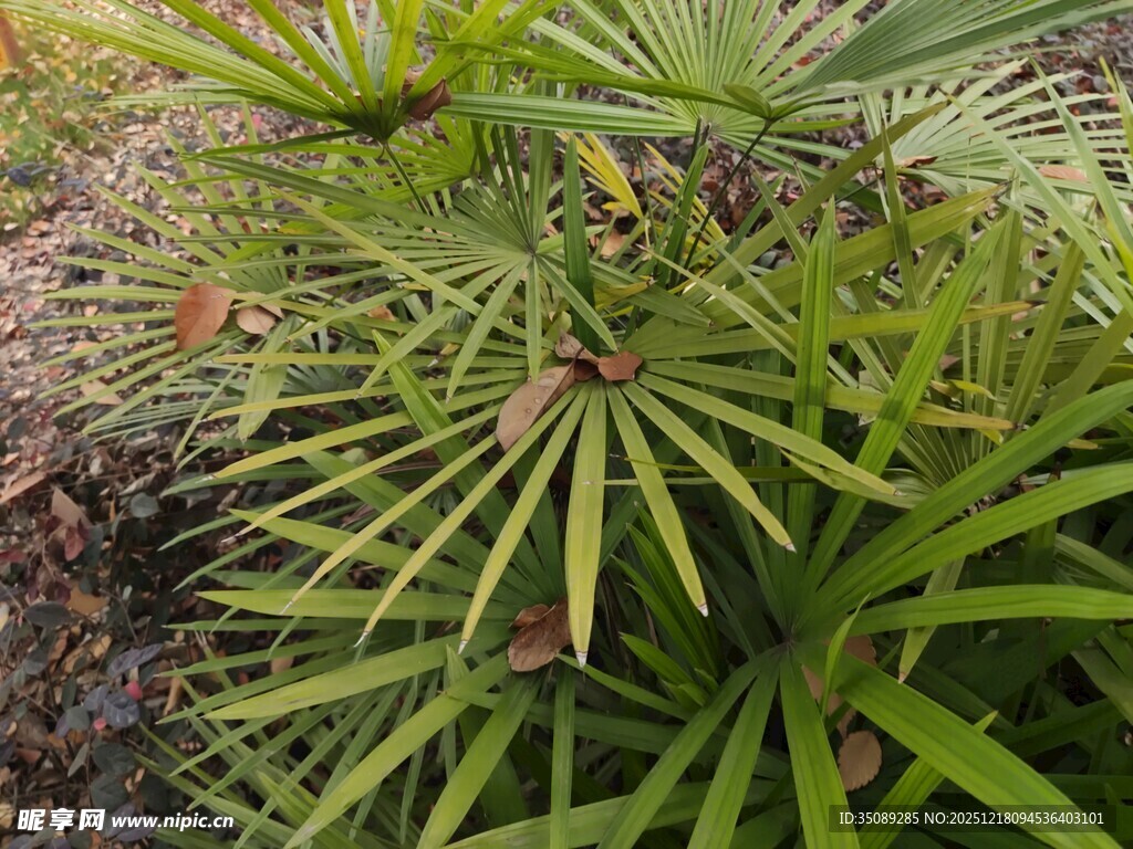 翠绿棕竹植物特写