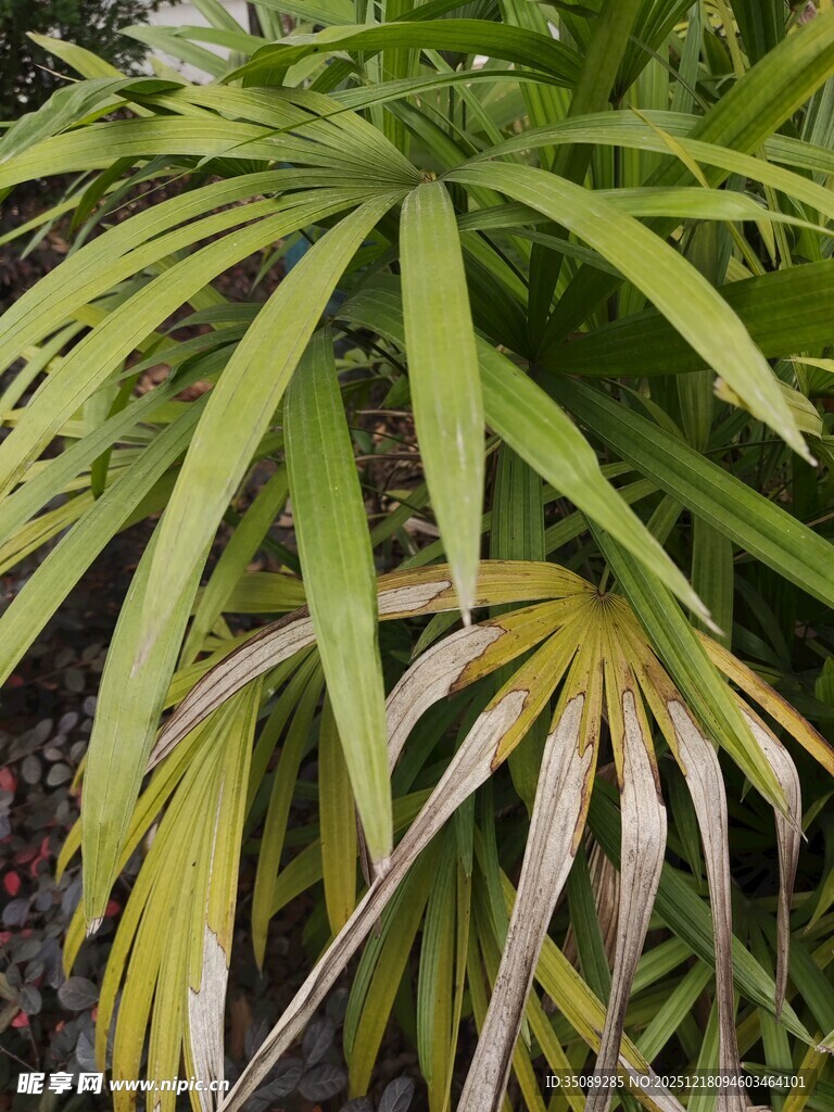 翠绿棕边的独特植物叶片