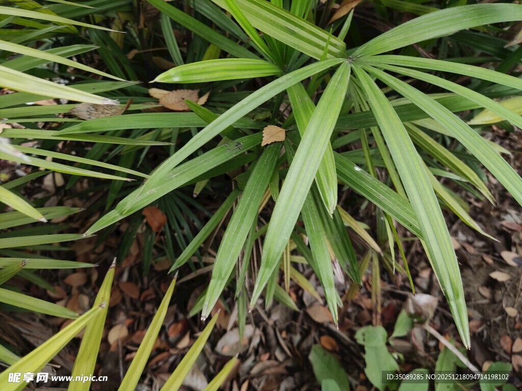 翠绿棕竹叶片特写