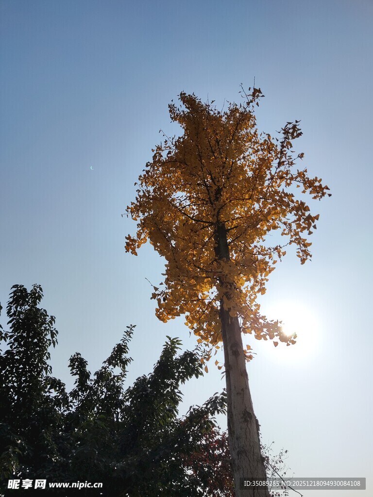 秋日独树金黄叶片映蓝天