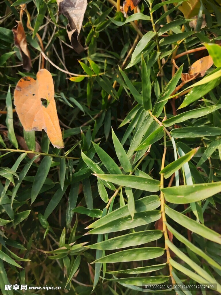 翠绿叶片间的枯黄树叶