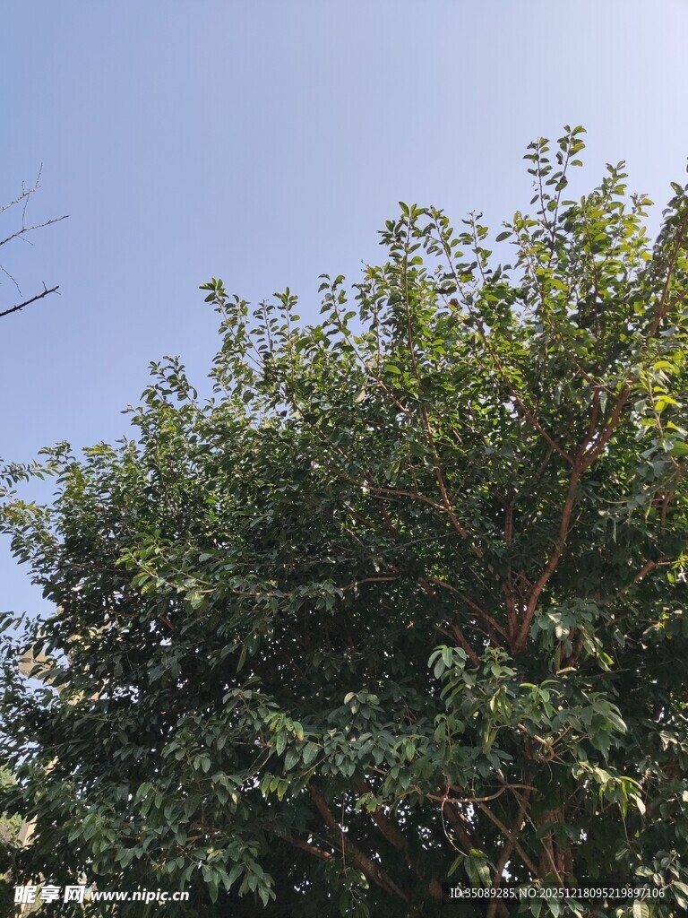 阳光下的繁茂绿树