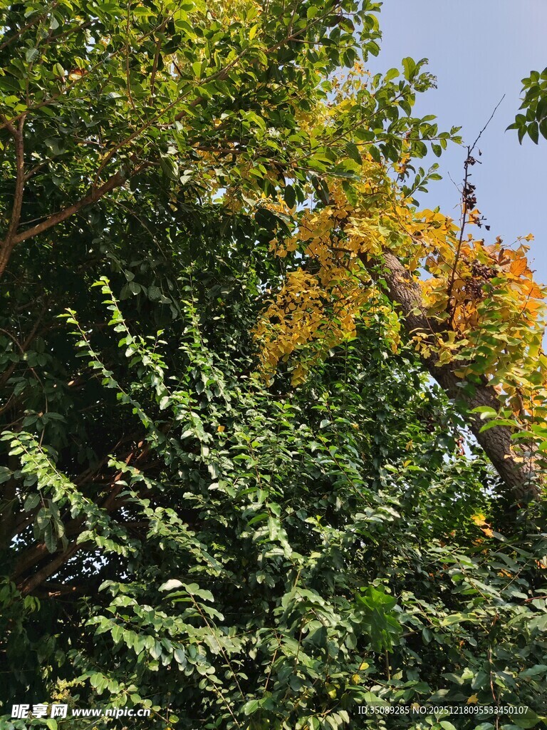 繁茂绿植间的多彩景致