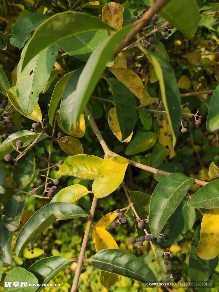 绿叶间的多彩叶片