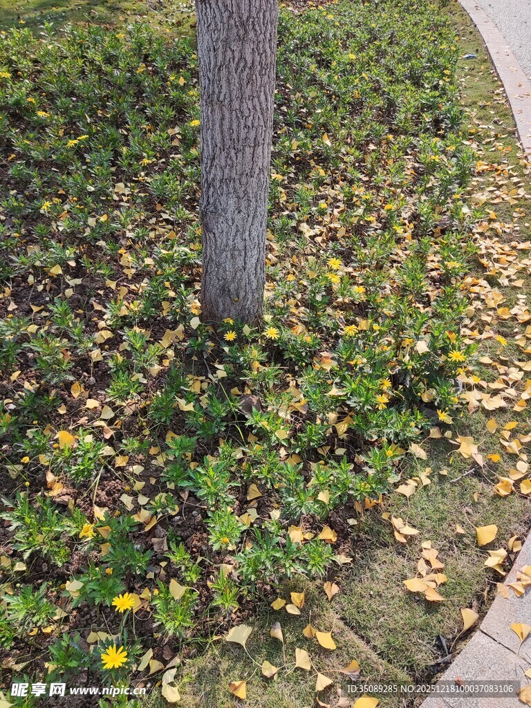 树下花草与落叶的景致