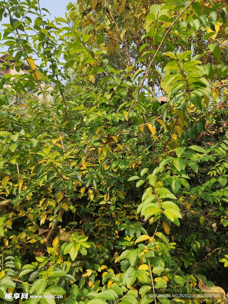 繁茂绿植展现自然生机