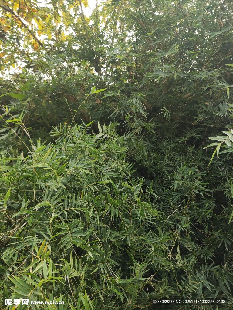 茂密葱郁的绿色竹林景观