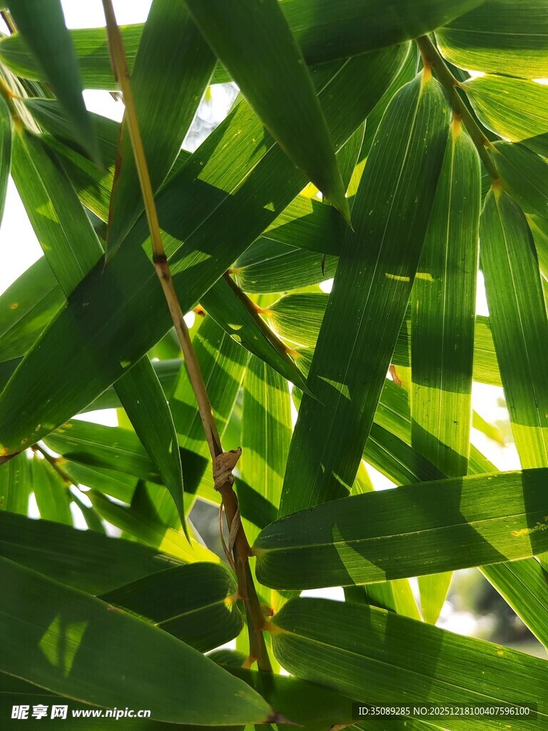 翠绿芭蕉叶的自然之美