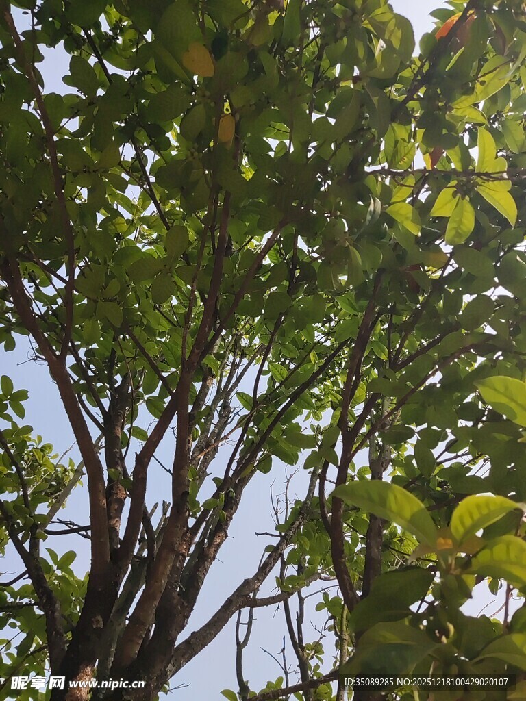 繁茂绿树与蓝天交织景象