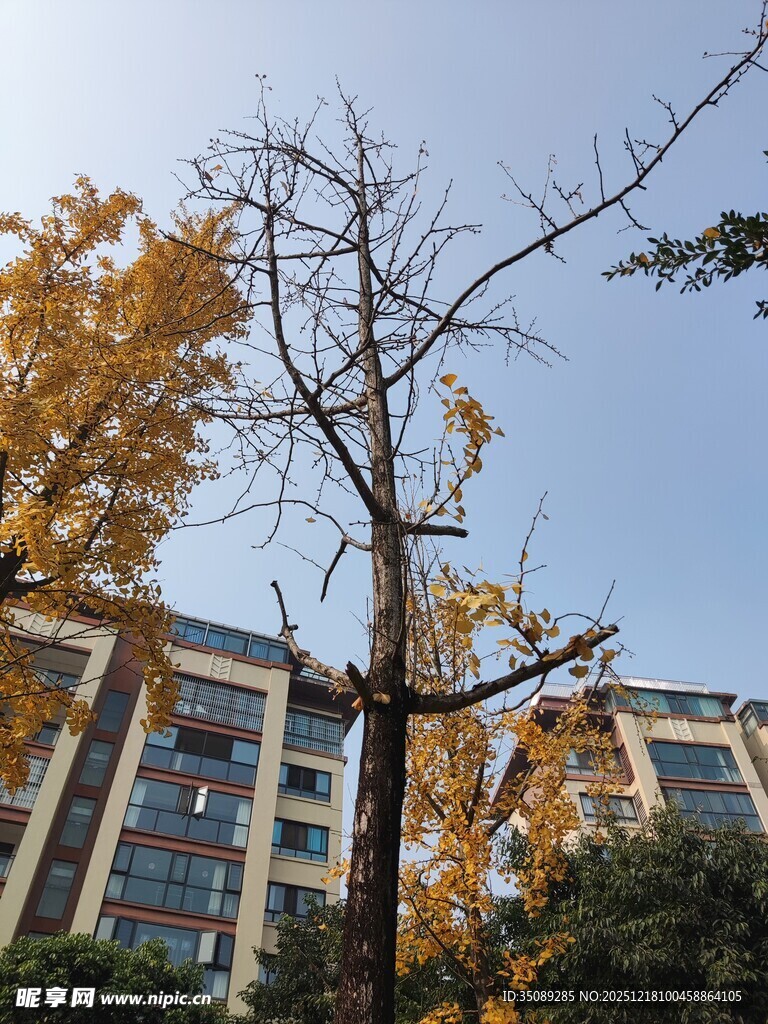 秋日校园旁的黄叶枯树