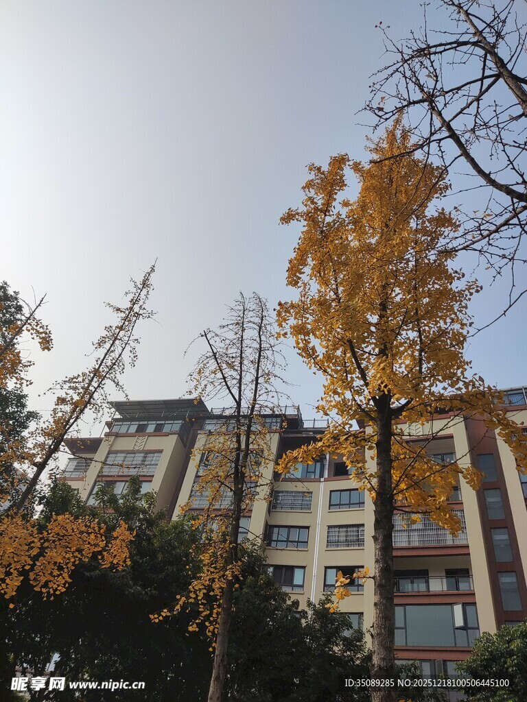 秋日楼前金黄银杏树