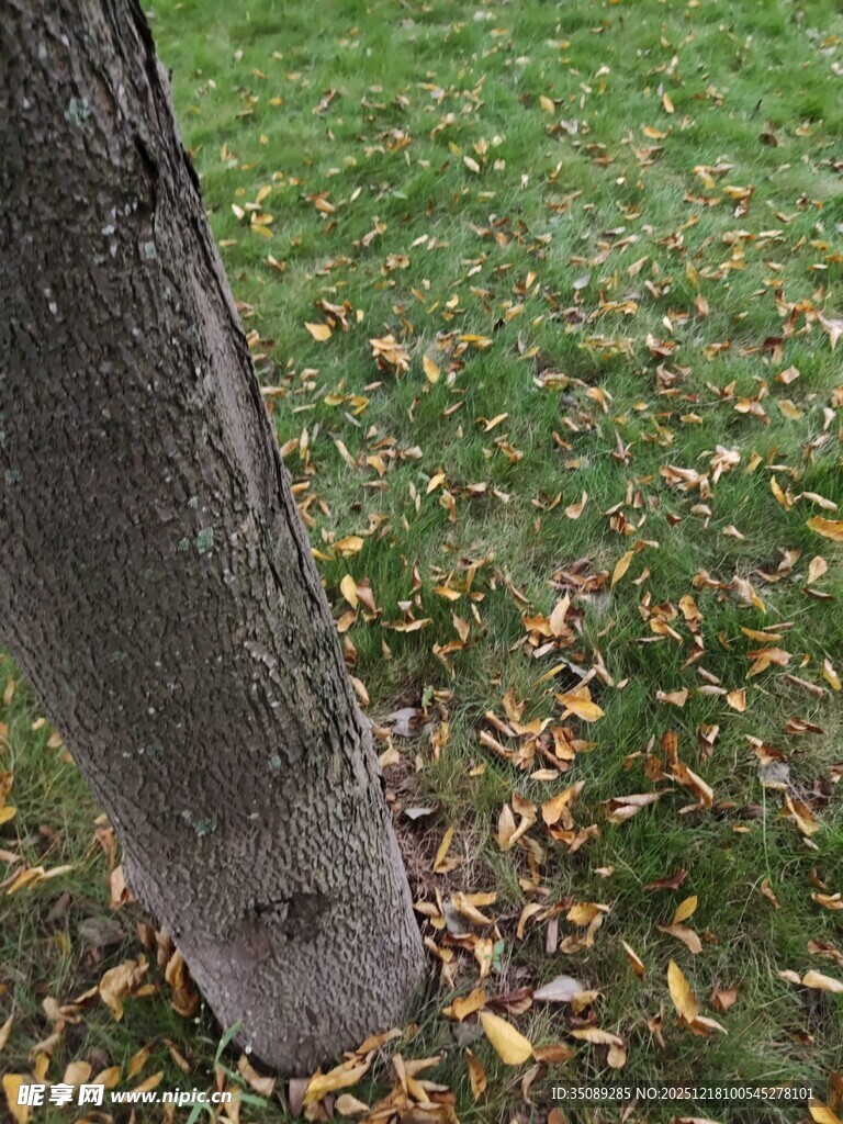 树干底部的落叶景象