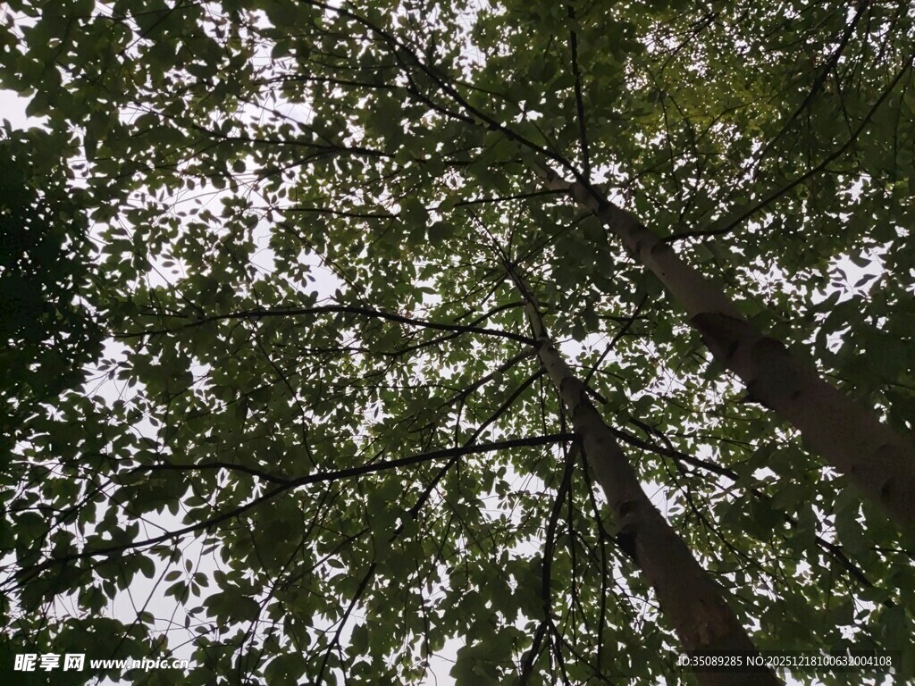 仰视茂密树冠