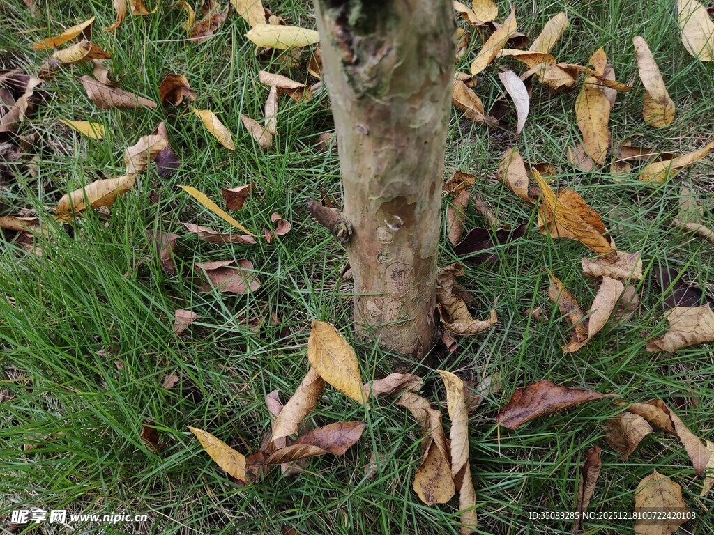 树下落叶与绿草景象
