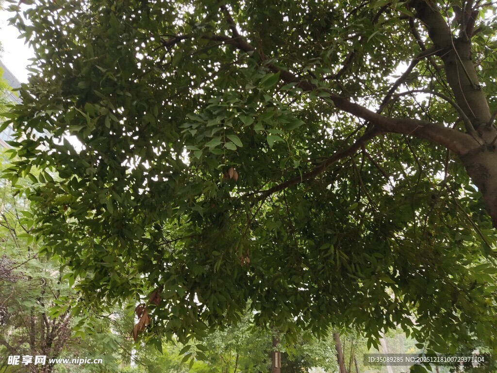 繁茂绿树展现自然生机