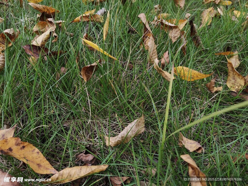 草地上的黄叶与绿茎植物