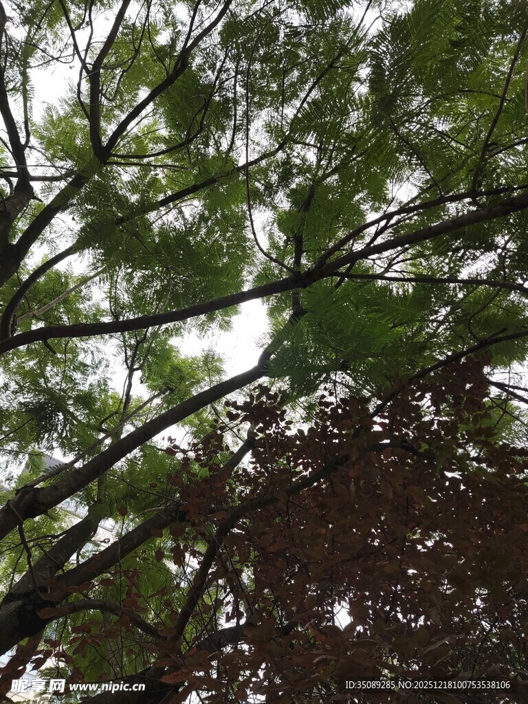 仰视茂密树林枝叶