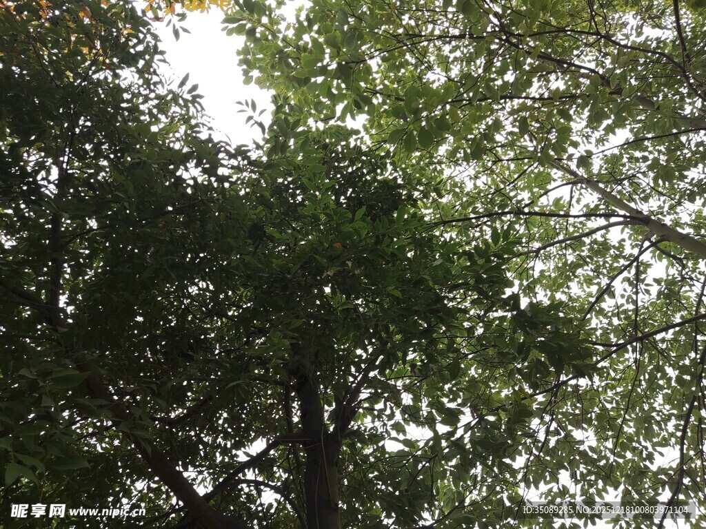 仰视茂密枝叶的绿意景象