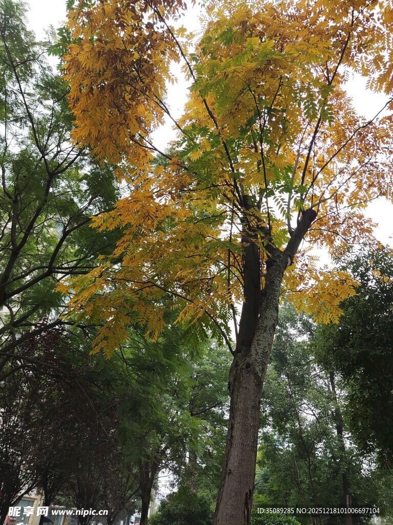 秋日斑斓树木景观