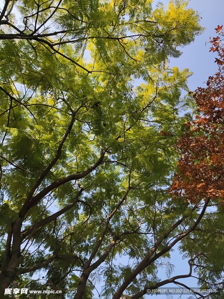 阳光下的繁茂树木