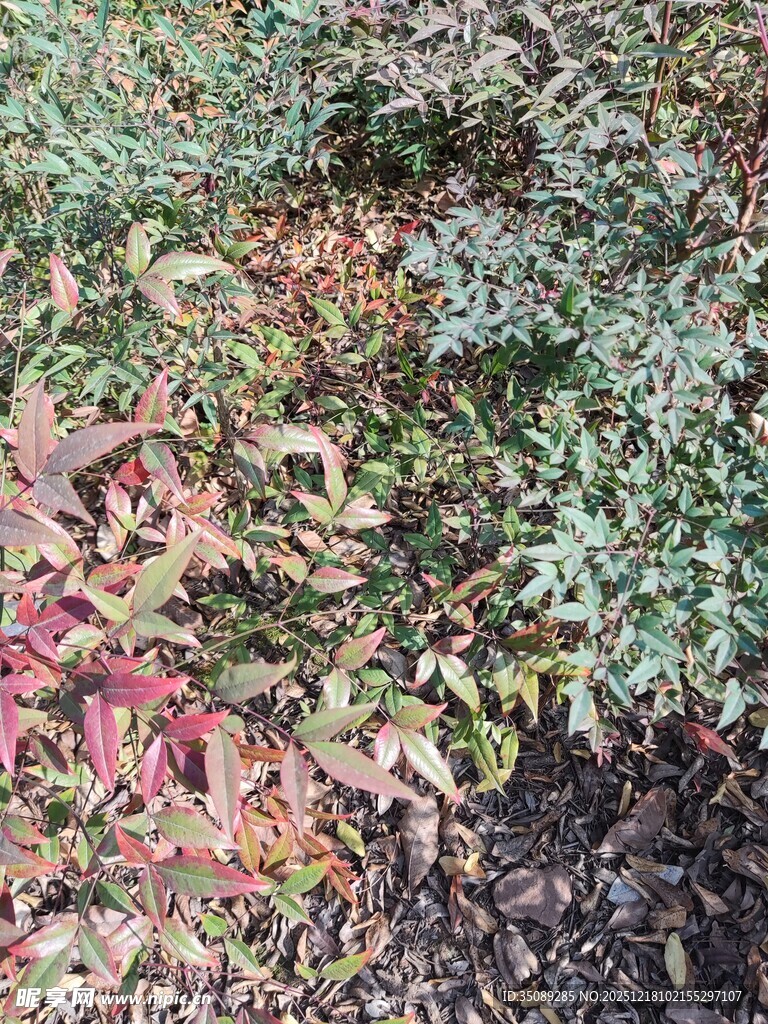 多彩秋叶覆盖地面景象