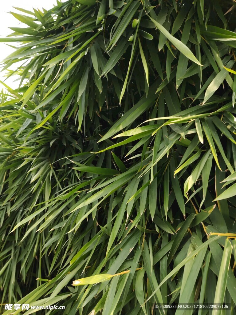 翠绿竹叶特写
