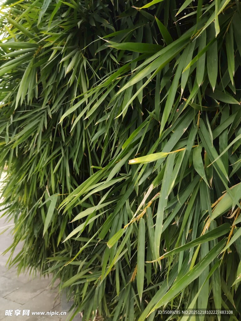 翠绿竹叶清新自然之景