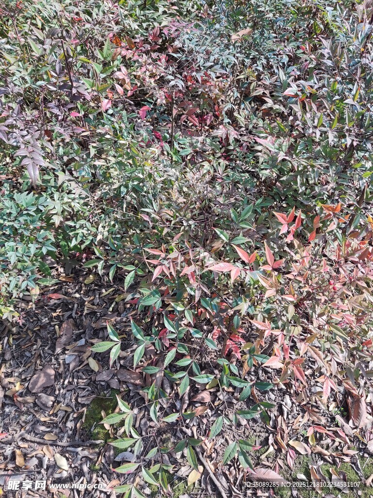 地面多彩落叶与绿植景象