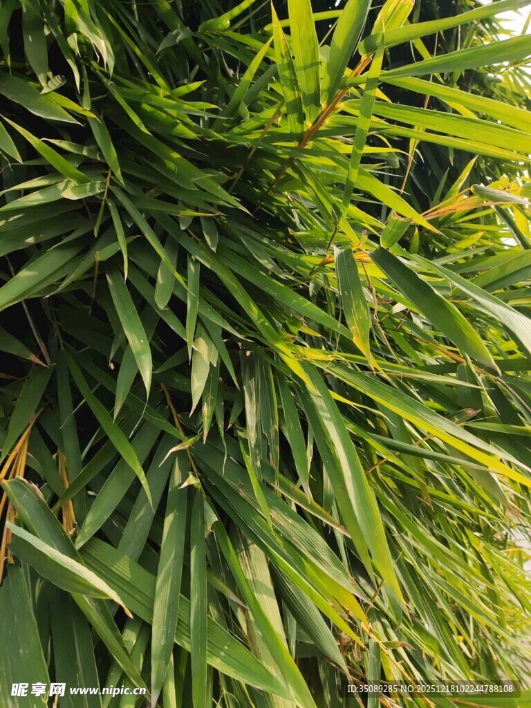 翠绿繁茂的热带植物景观