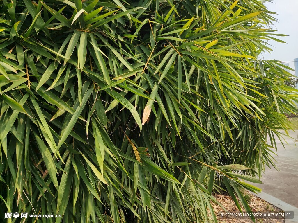 翠绿竹叶丛清新自然景