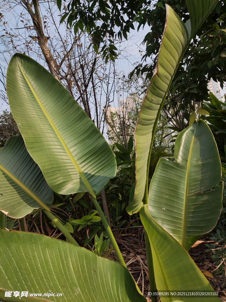 宽大翠绿的热带植物叶片