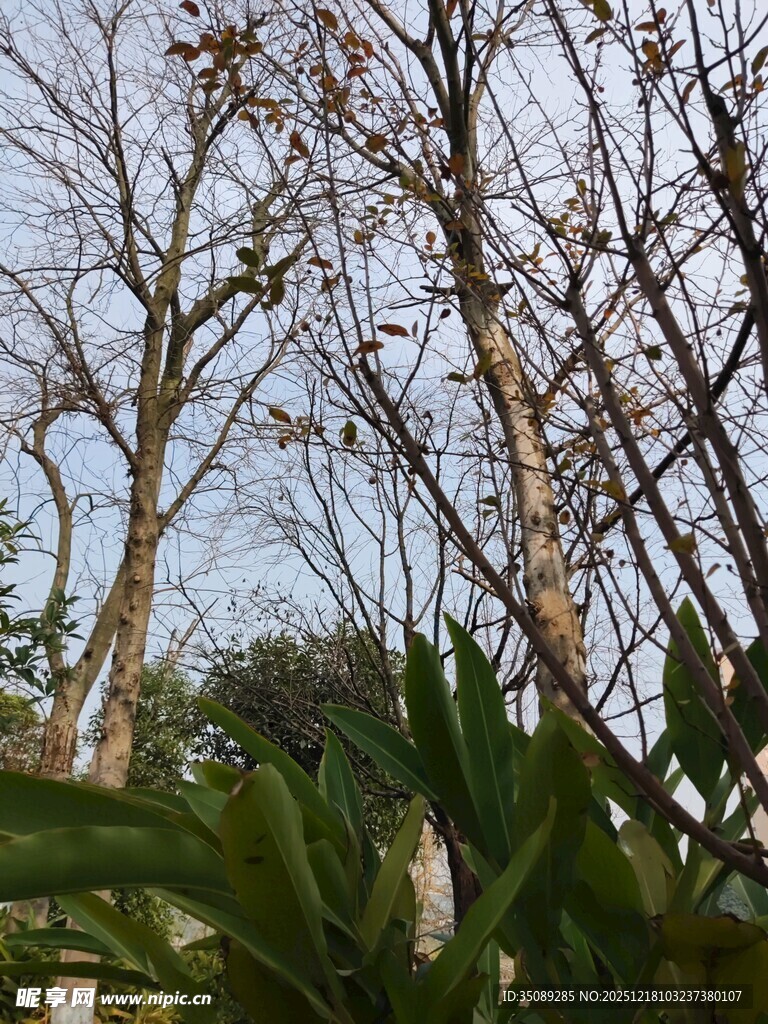 冬日枯树与翠绿植物景象