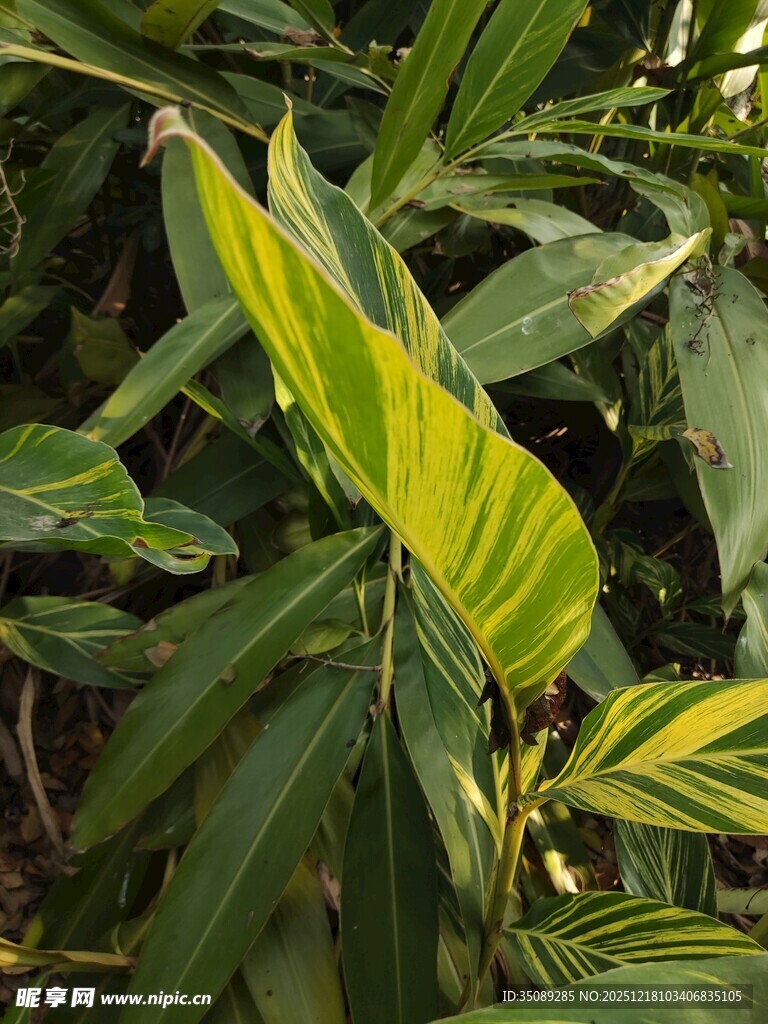 阳光下的翠绿植物叶片