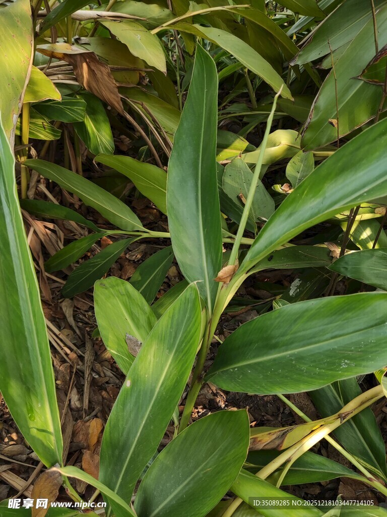 翠绿修长叶片的植物