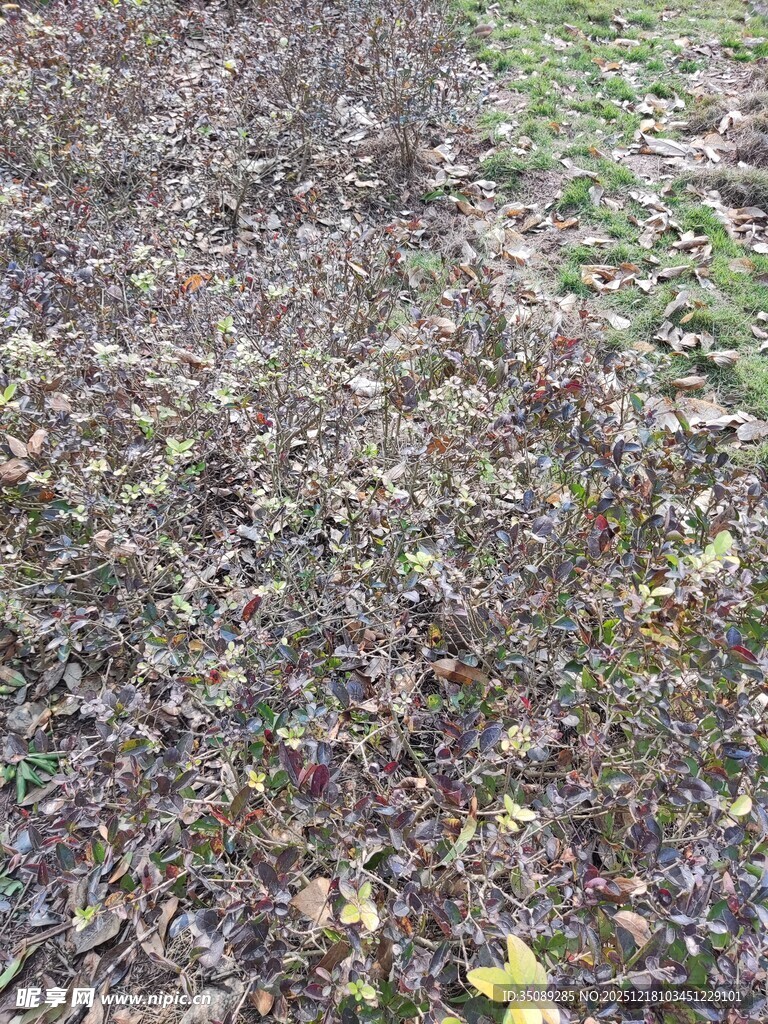 地面上的落叶与碎石