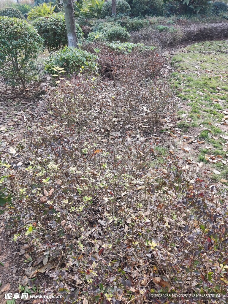 秋日林间落叶景象