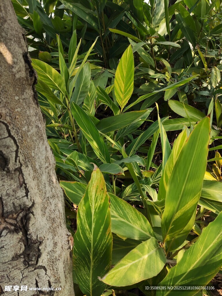 树干旁的翠绿植物