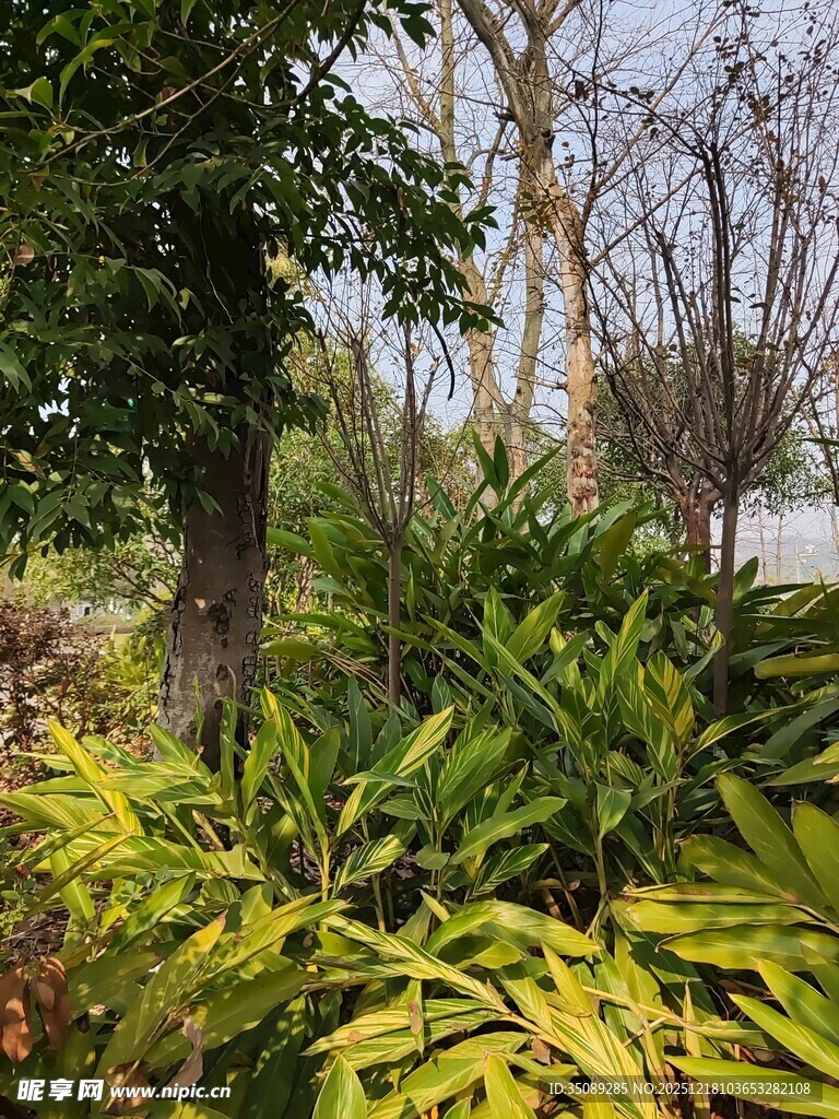 秋日多彩植物景观