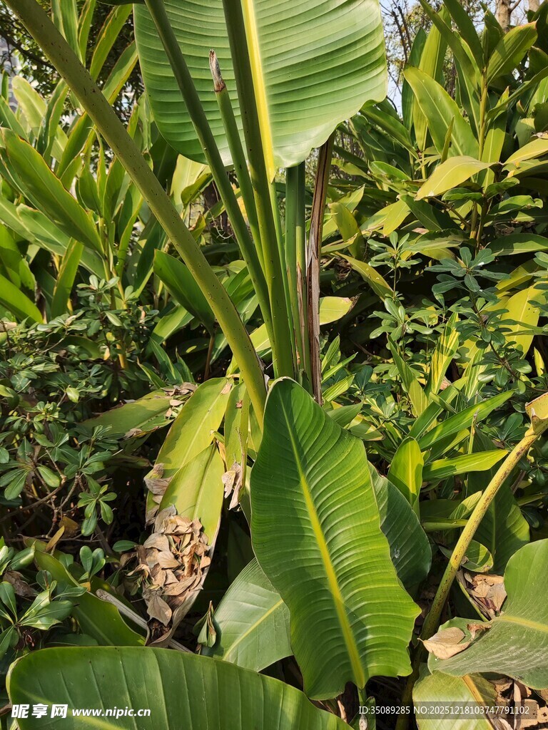 香蕉植株特写