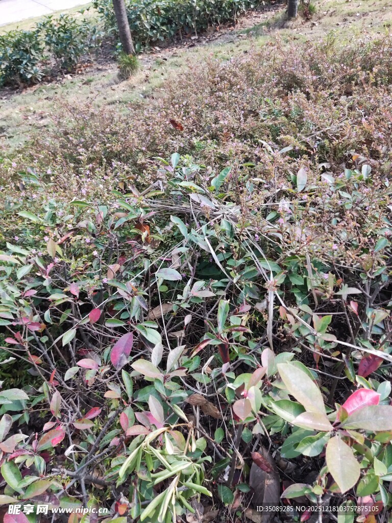 地上多彩植物残叶景象