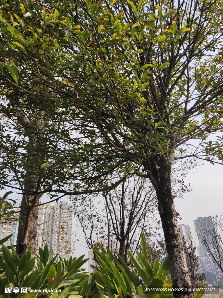 城市中葱郁树木与绿植景观