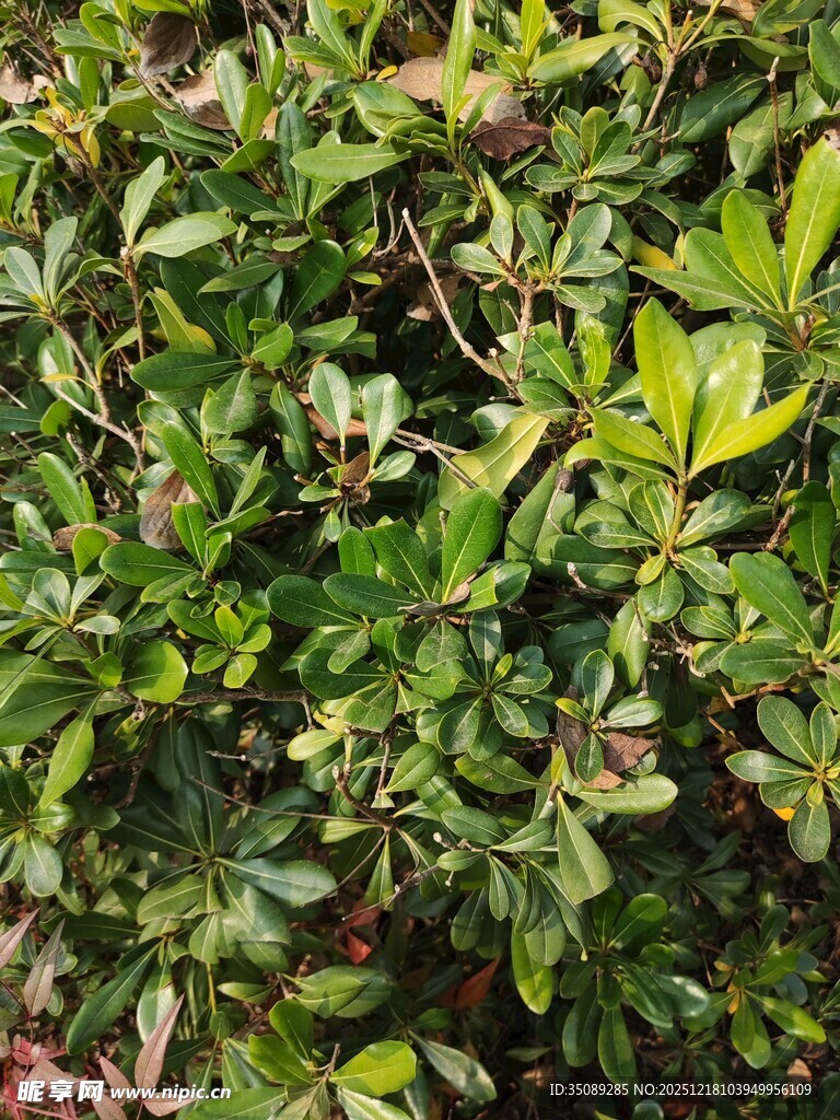 绿叶繁茂的灌木丛