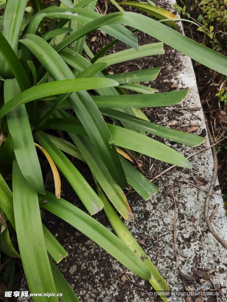 石边翠绿长叶植物