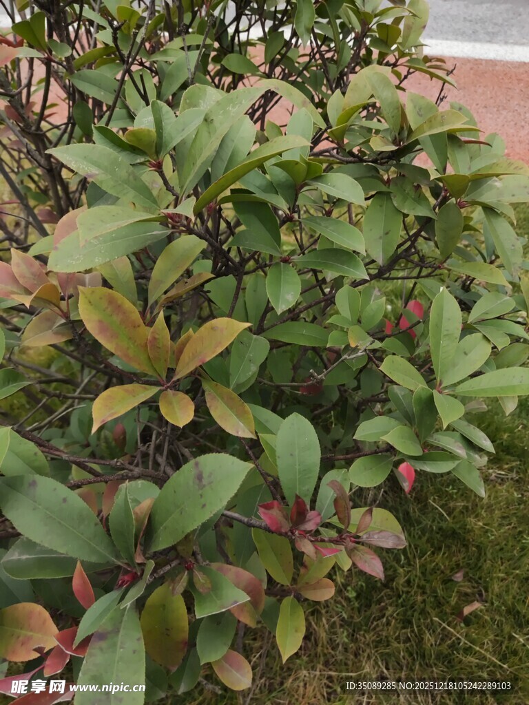 绿叶繁茂的植物景观