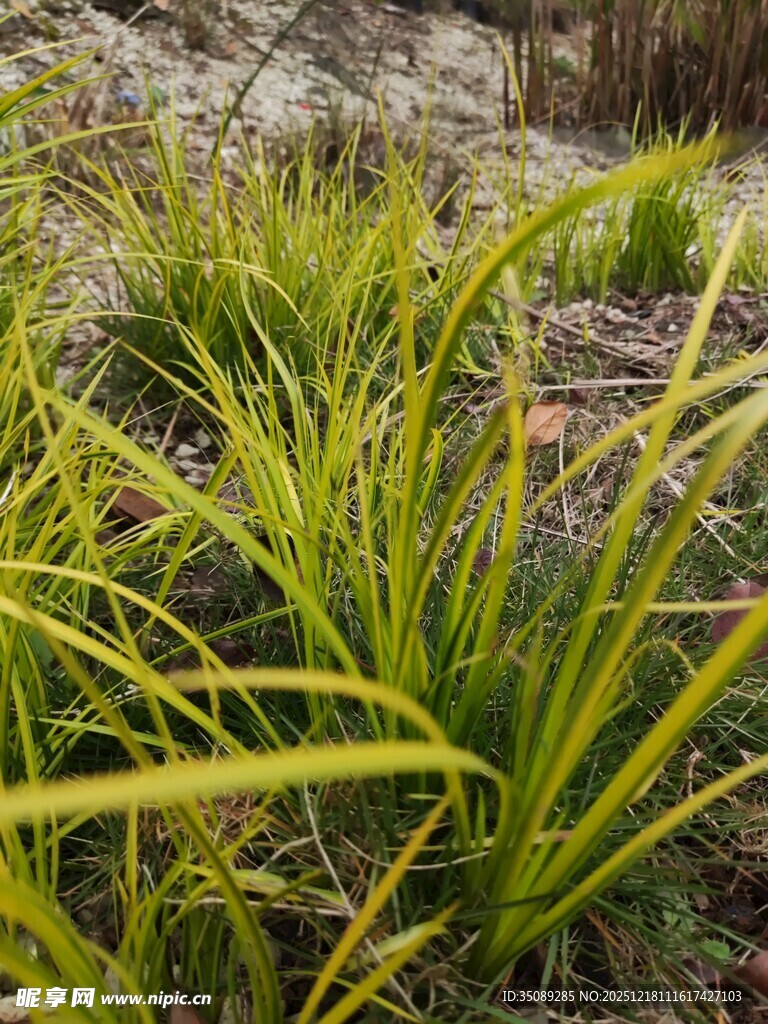 翠绿细长草生机盎然景